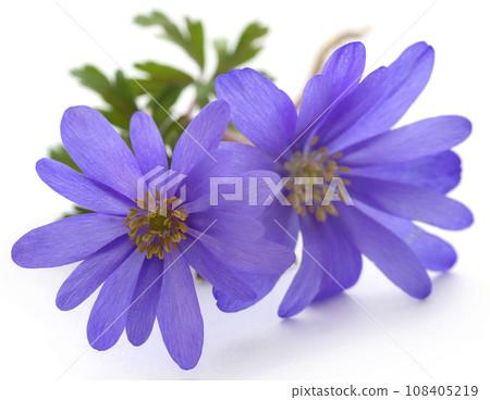 Anemone Blanda 108405219