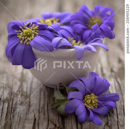 Anemone Blanda Blue 108405229