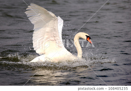 Mute Swan 108405235