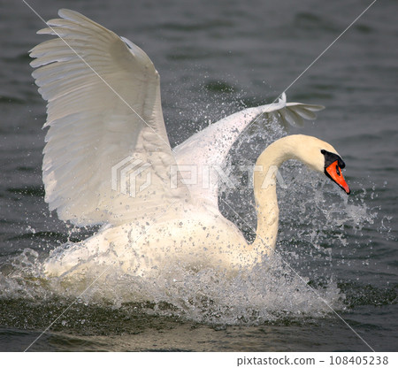 Mute Swan 108405238