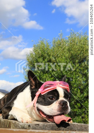 Mighty, a Boston terrier, looks cute while wearing goggles under the blue sky ♡ Mighty, a Boston terrier, looks cute while wearing goggles under the blue sky ♡ 108405264