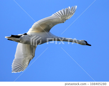 Mute Swan 108405280