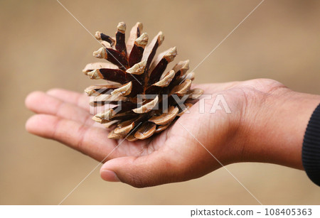 Hand holding pine cone 108405363