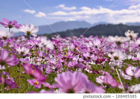 Cosmos in the south area of Fujiwara Kyoto Flower Garden Autumn Zone 108405385