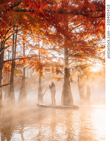 Woman on stand up paddle board at the lake and fog among autumnal Taxodium distichum trees Woman on stand up paddle board at the lake and fog among autumnal Taxodium distichum trees 108405418