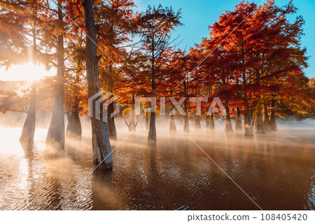 Taxodium distichum with fall needles and sunshine. Autumnal swamp cypresses and lake with reflection. Taxodium distichum with fall needles and sunshine. Autumnal swamp cypresses and lake with reflection. 108405420