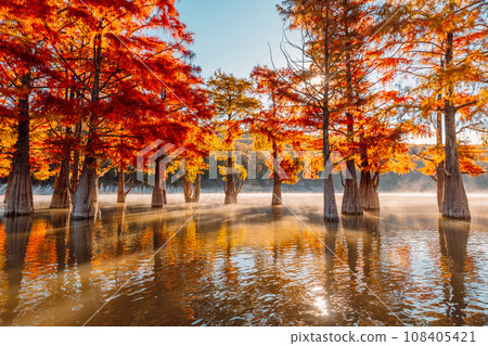 Taxodium distichum with orange needles. Autumnal swamp cypresses and lake with reflection and fog. Taxodium distichum with orange needles. Autumnal swamp cypresses and lake with reflection and fog. 108405421