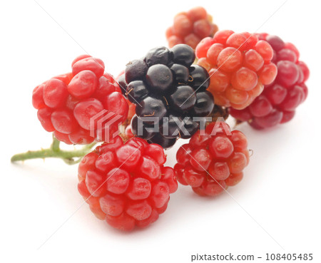 Fresh blackberries 108405485