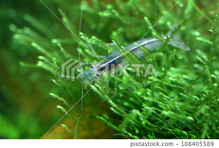 Amano shrimp 108405589