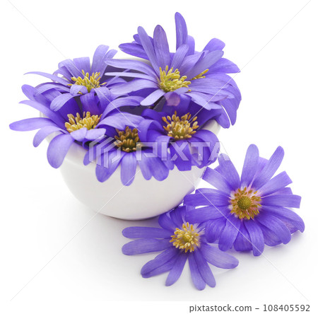 Anemone Blanda Blue Shades 108405592