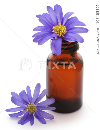 Anemone Blanda Blue Shades or Grecian Windflowers 108405595