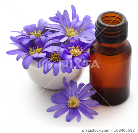 Anemone Blanda Blue Shades or Grecian Windflowers 108405598