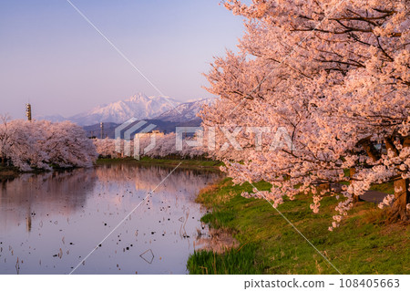 【新潟縣】櫻花盛開，春天的高田城跡公園 108405663