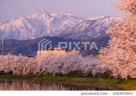【新潟縣】櫻花盛開，春天的高田城跡公園 108405665