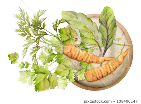 Hand drawn watercolor carrot vegetable for diet and healthy lifestyle, green salad mix vegan cooking. Illustration composition isolated on white background. Design poster, print, website, card, menu Hand drawn watercolor carrot vegetable for diet and healthy lifestyle, green salad mix vegan cooking. Illustration composition isolated on white background. Design poster, print, website, card, menu 108406147