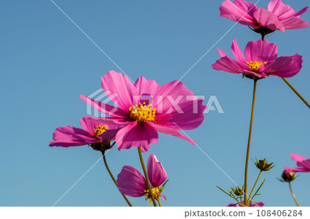 發光在藍天的波斯菊 發光在藍天的波斯菊 108406284