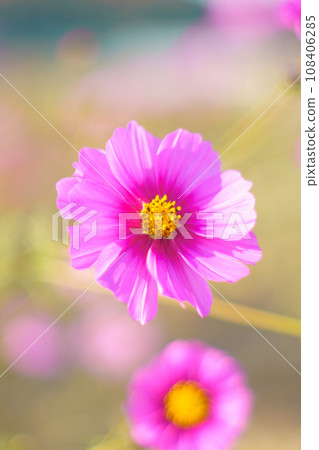 盛開的粉紅色波斯菊 108406285