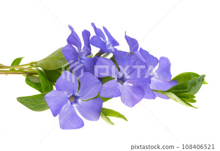 periwinkle flowers isolated periwinkle flowers isolated 108406521