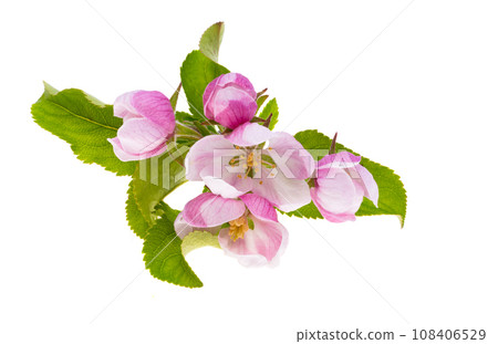 apple tree flowers isolated 108406529