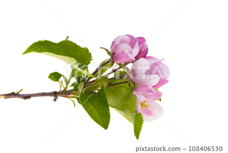 apple tree flowers isolated 108406530