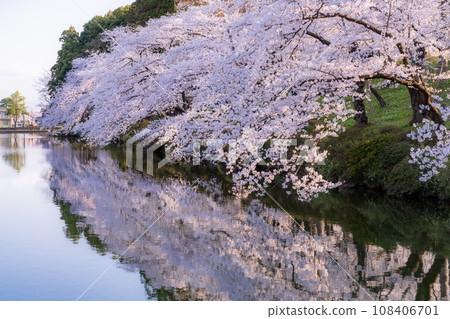 <Niigata Prefecture> Cherry blossoms in full bloom at Takada Castle Park in spring 108406701