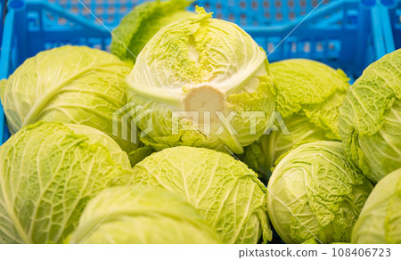 background of vegetables cabbage background of vegetables cabbage 108406723