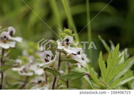 Chrysanthemum vulgaris, Morayidae, genus Chrysanthemum 108406725