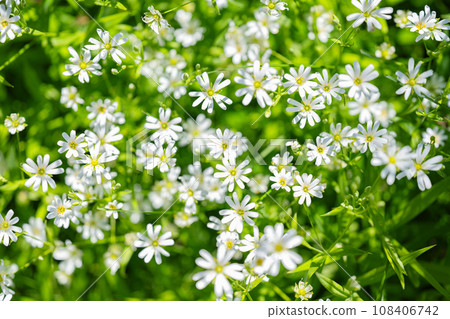 background of chickweed flowers in spring 108406742