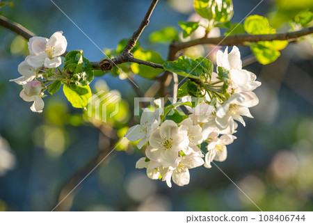 apple tree flowers on a tree in spring 108406744