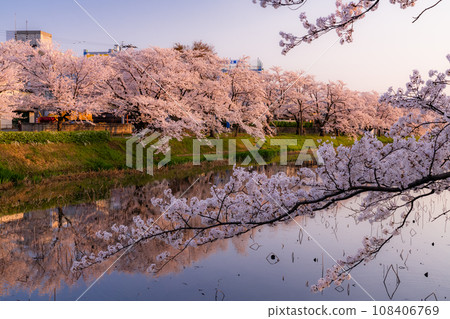 【新潟縣】櫻花盛開，春天的高田城跡公園 108406769