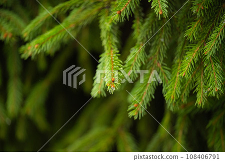 beautiful background of spruce branches 108406791