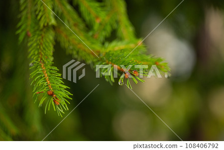 beautiful background of spruce branches 108406792