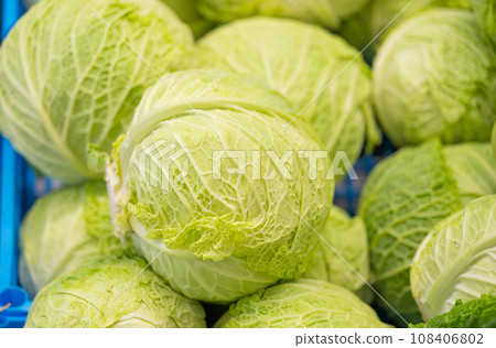 background of vegetables cabbage background of vegetables cabbage 108406802