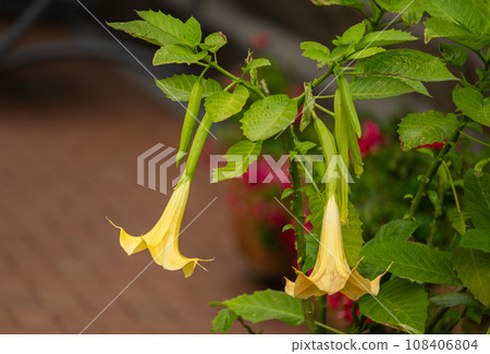 Brugmansia golden Brugmansia golden 108406804