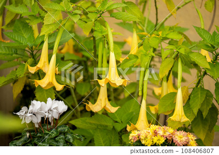 Brugmansia golden Brugmansia golden 108406807