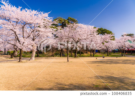 【新潟縣】櫻花盛開，春天的高田城跡公園 108406835