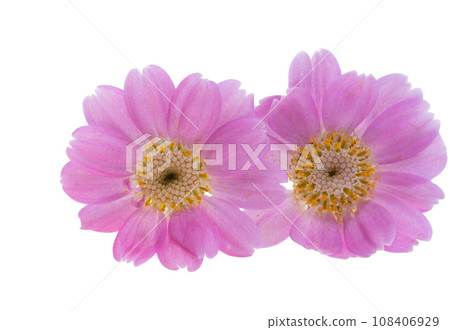 cineraria flowers isolated 108406929