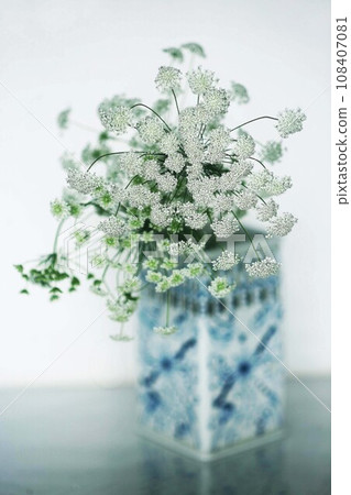 白色蕾絲花、小白花 白色蕾絲花、小白花 108407081