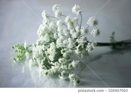 白色蕾絲花、小白花 白色蕾絲花、小白花 108407083