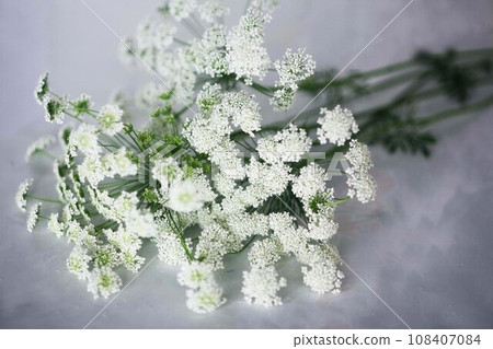 White lace flower, small white flower White lace flower, small white flower 108407084