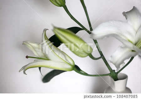 Casablanca large white flowers Casablanca large white flowers 108407085