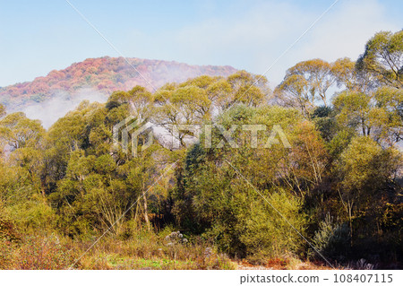 deciduous trees in hoarfrost and fog. mountainous countryside landscape on a sunny morning in autumn deciduous trees in hoarfrost and fog. mountainous countryside landscape on a sunny morning in autumn 108407115