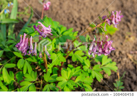 Purple corydalis flowers in forest at spring 108408458