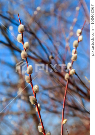 Pussy willow branch at early spring Pussy willow branch at early spring 108408567