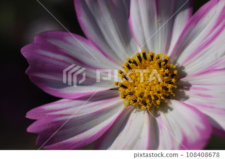 White cosmos flowers 108408678