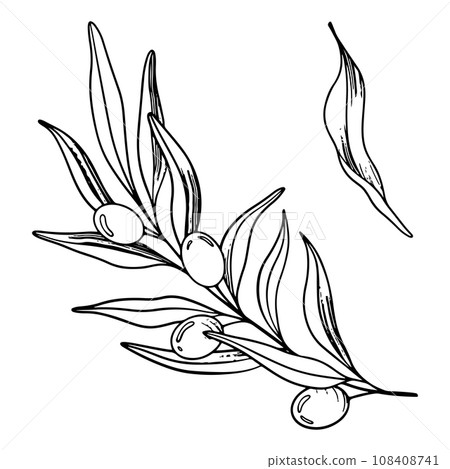 Sketch of olive branch with berries and leaves. Hand drawn vector line art illustration. Black and white drawing of the symbol of Italy or Greek for cards, design logo, tattoo Sketch of olive branch with berries and leaves. Hand drawn vector line art illustration. Black and white drawing of the symbol of Italy or Greek for cards, design logo, tattoo 108408741