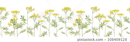 Seamless border of meadow flowers. Common tansy - yellow field flowers. Watercolor hand painting illustration on isolate white background. Seamless border of meadow flowers. Common tansy - yellow field flowers. Watercolor hand painting illustration on isolate white background. 108409128