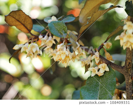 Nunbushi gorgeous flowers Nunbushi gorgeous flowers 108409331