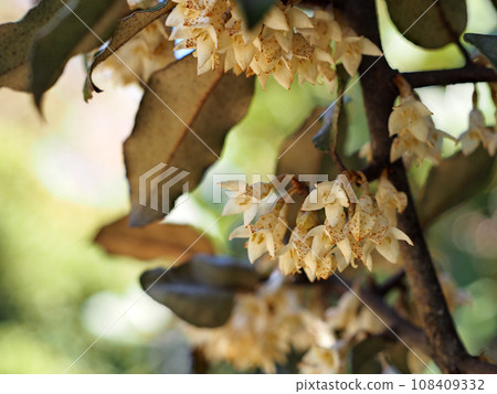 Nunbushi gorgeous flowers 108409332