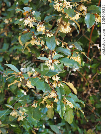 Nunbushi gorgeous flowers 108409333